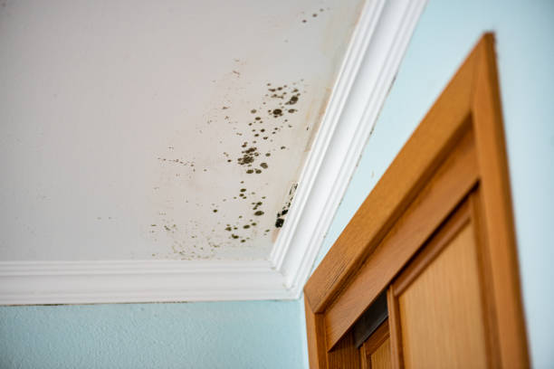 Mold Removal Process in Edgemont Park, MI