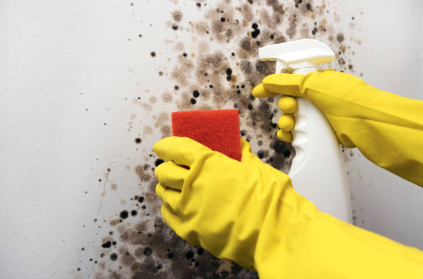 Best Affordable Mold Removal  in Edgemont Park, MI